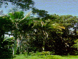 The Cienfuegos Botanical Garden